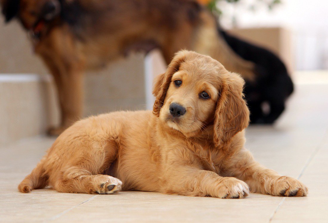 A puppy waiting in a separate room for their new animal safe epoxy non slip flooring.