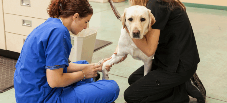 Two nurses caring for a dog in an animal care facility with clean, durable epoxy flooring designed for hygiene and safety.