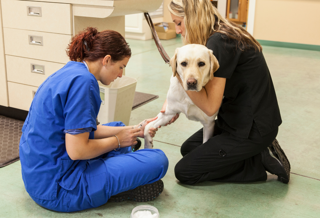 Two nurses caring for a dog in an animal care facility with clean, durable epoxy flooring designed for hygiene and safety.